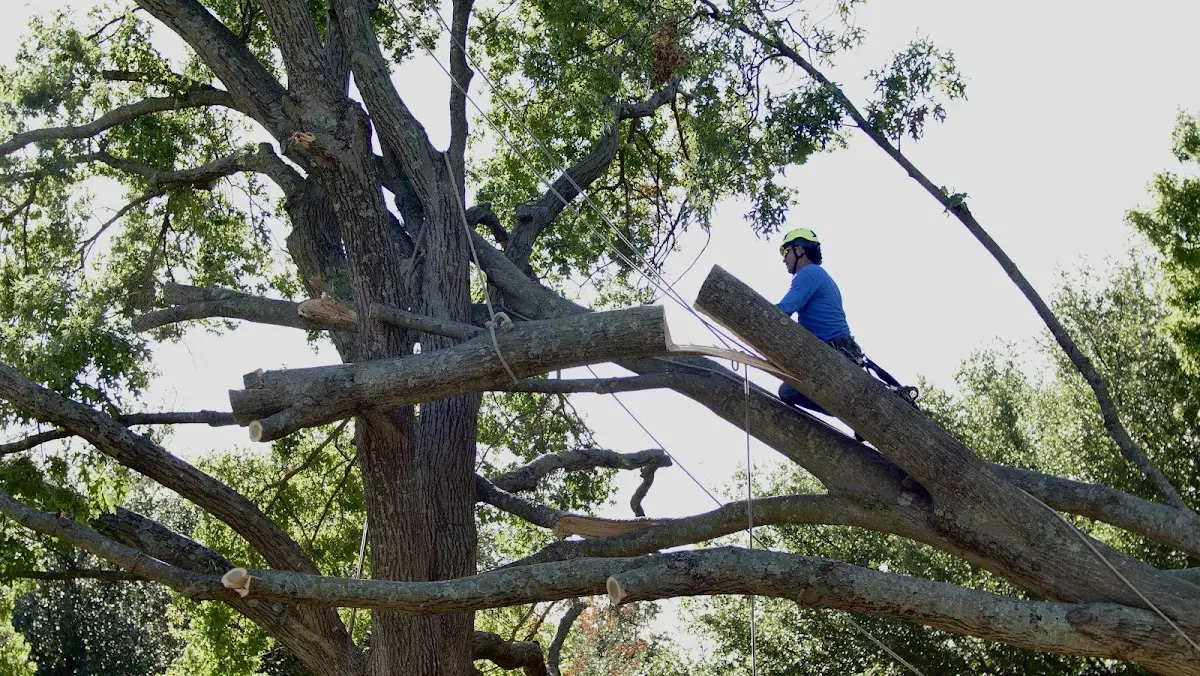 Professional Crown Thinning performed by certified arborists in Hammonton